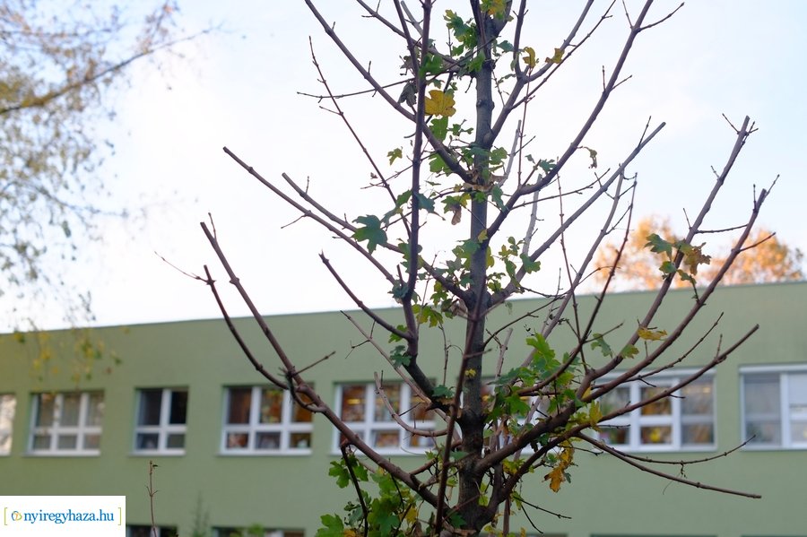 Faültetés a Virág utcai óvodában 20231109