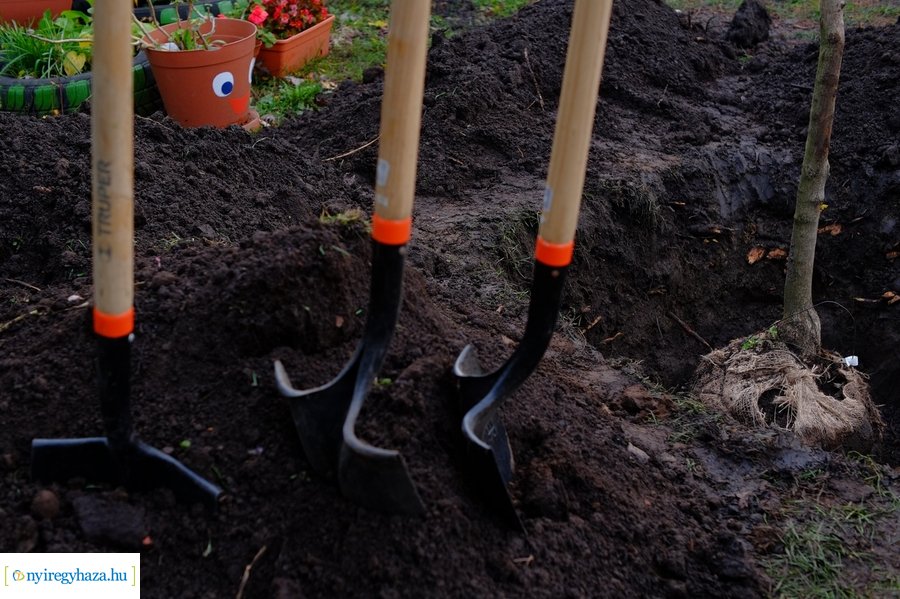 Faültetés a Virág utcai óvodában 20231109