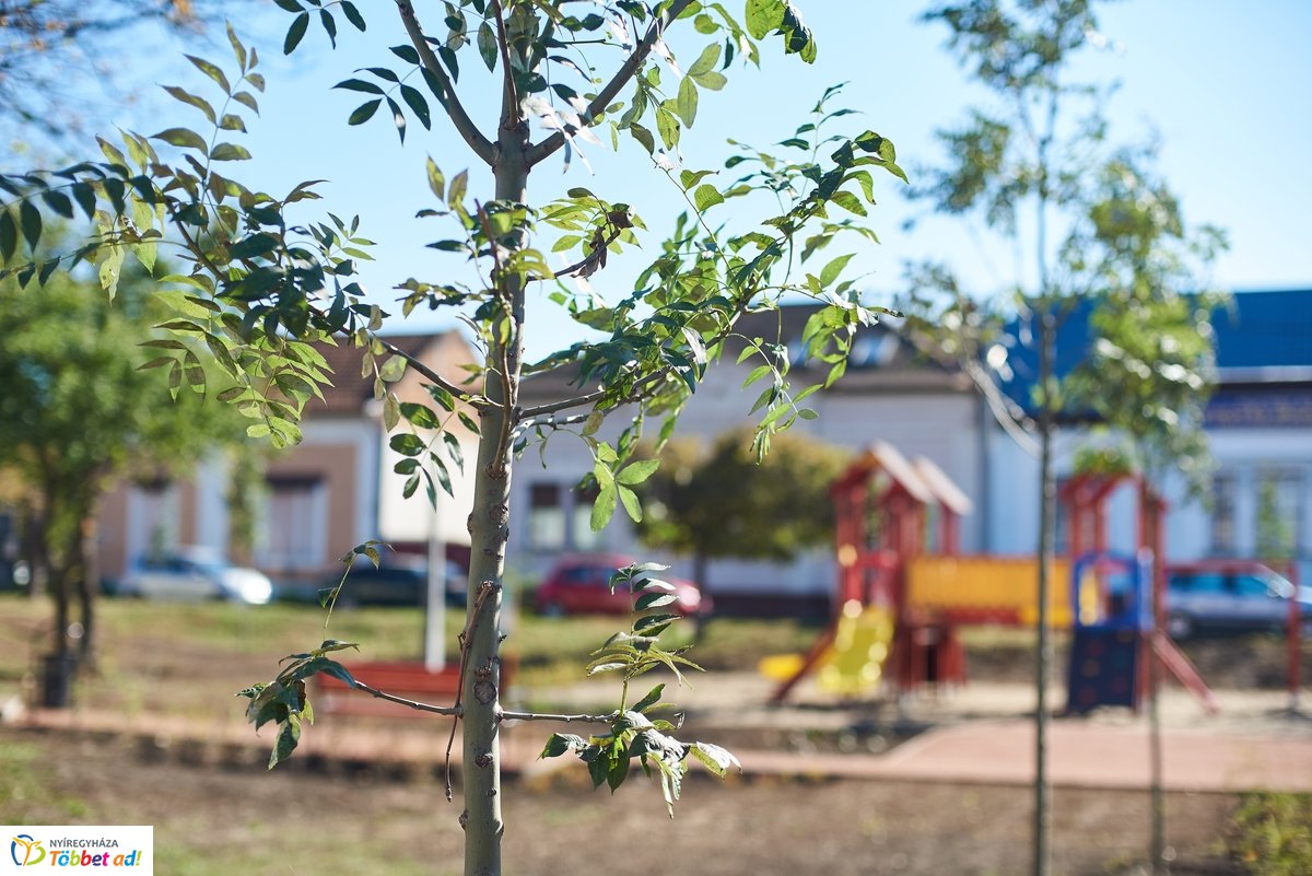 Faültetés a Vörösmarty téren