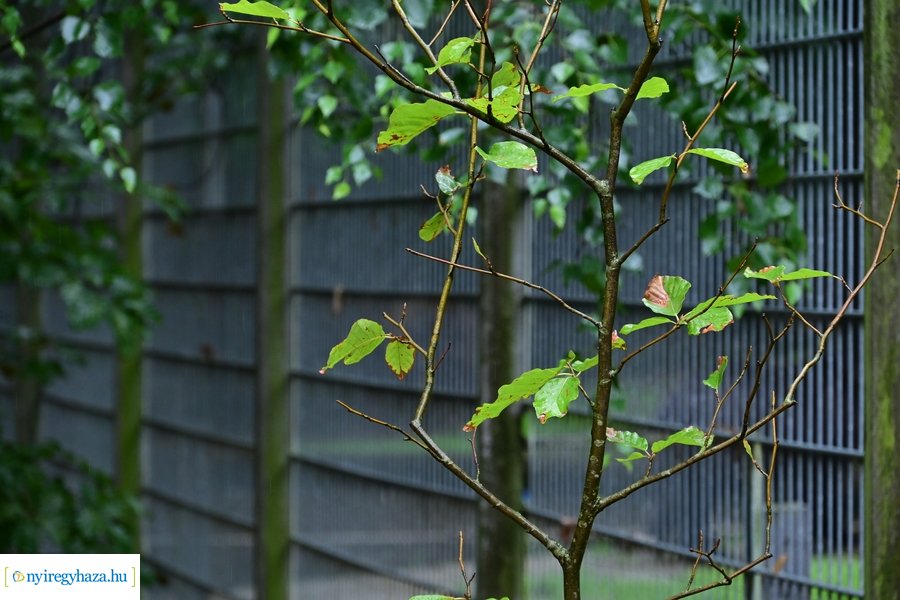 Faültetés az állatparkban