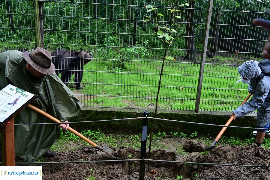 Faültetés az állatparkban