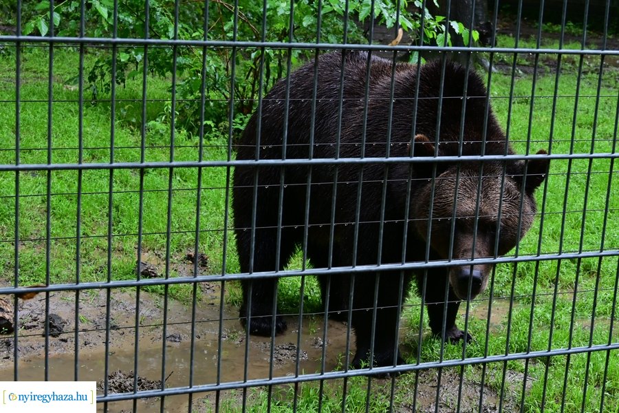 Faültetés az állatparkban