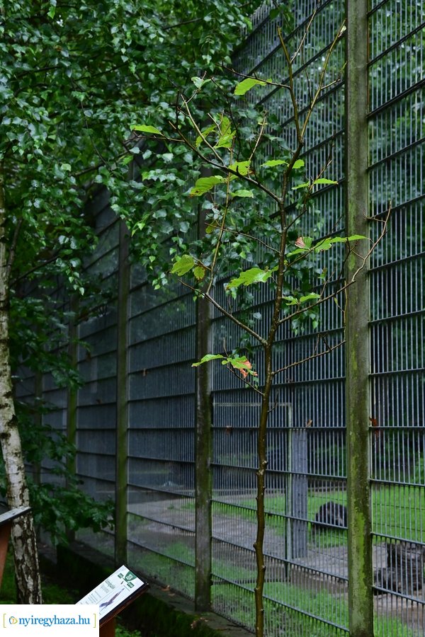 Faültetés az állatparkban