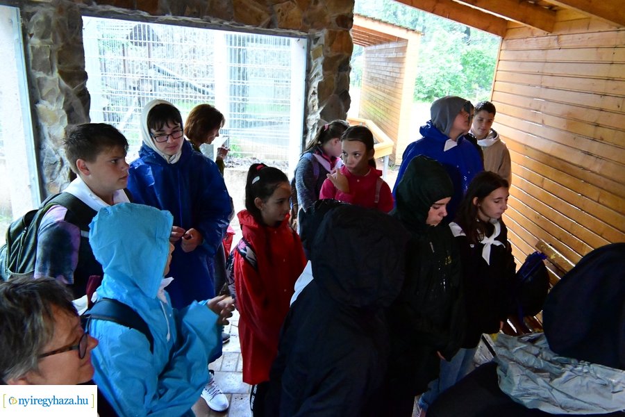 Faültetés az állatparkban