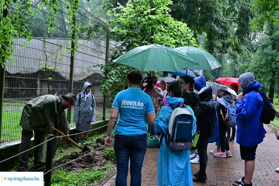 Faültetés az állatparkban