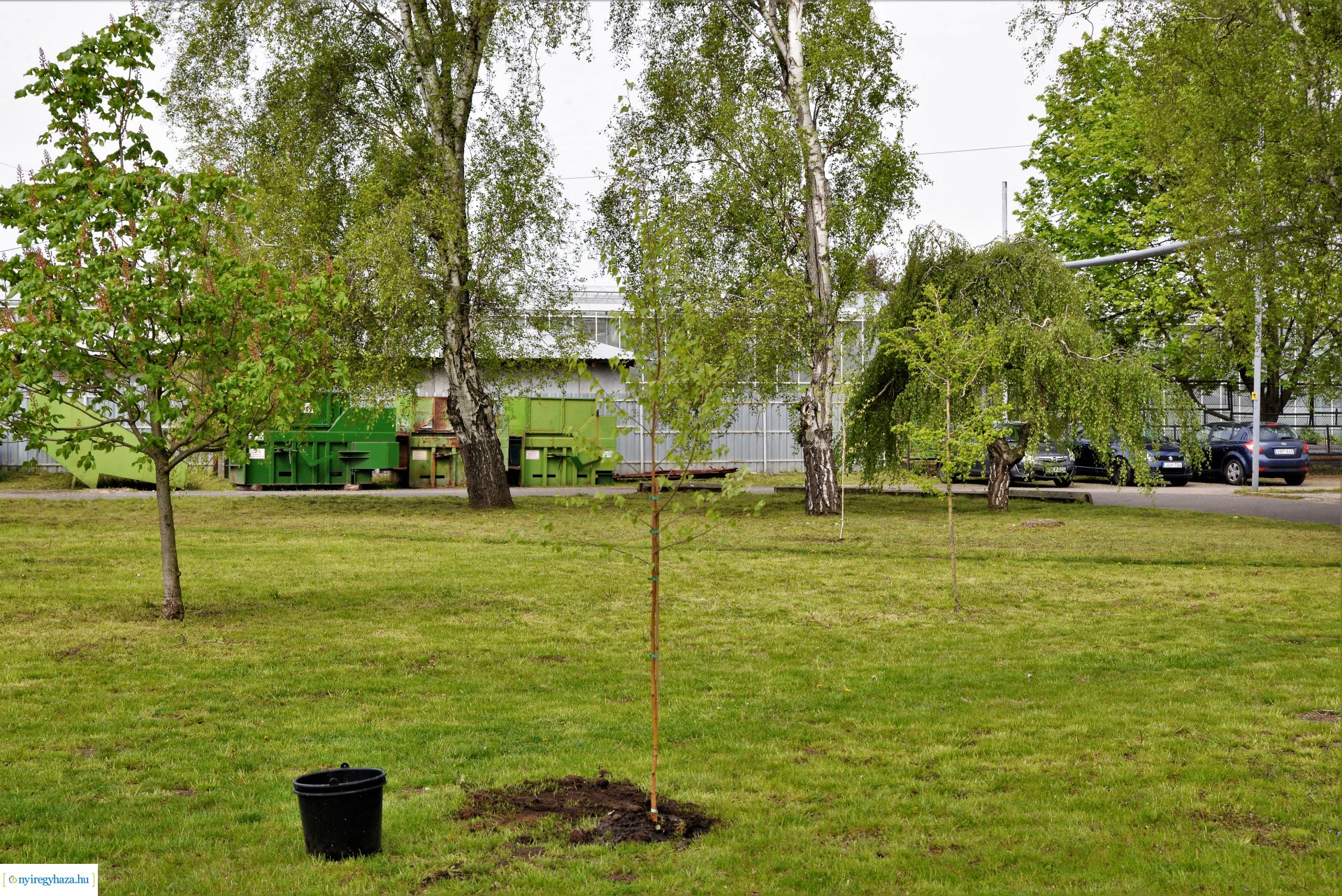 Faültetés az ÉAK Nonprofit Kft-nél a Föld napja alkalmából