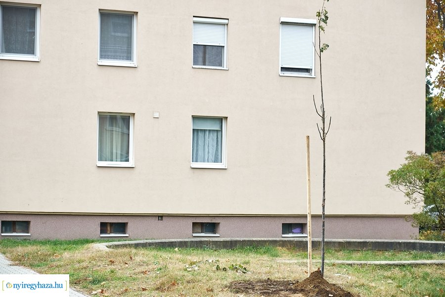 Faültetés az Ószőlő utcán