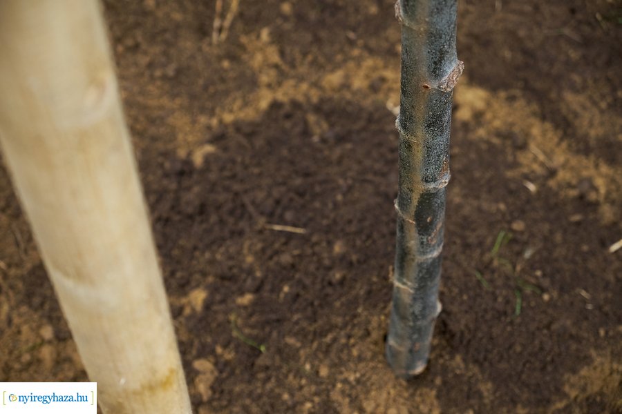 Faültetés az Ószőlő utcán