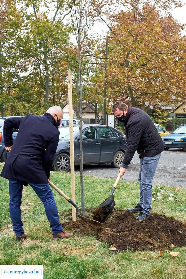 Faültetés az Ószőlő utcán