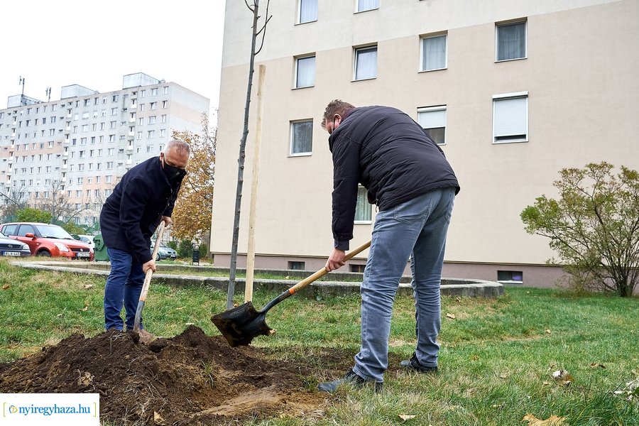 Faültetés az Ószőlő utcán