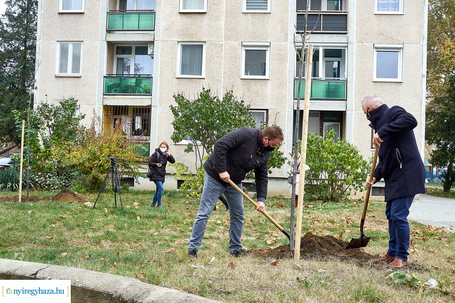 Faültetés az Ószőlő utcán