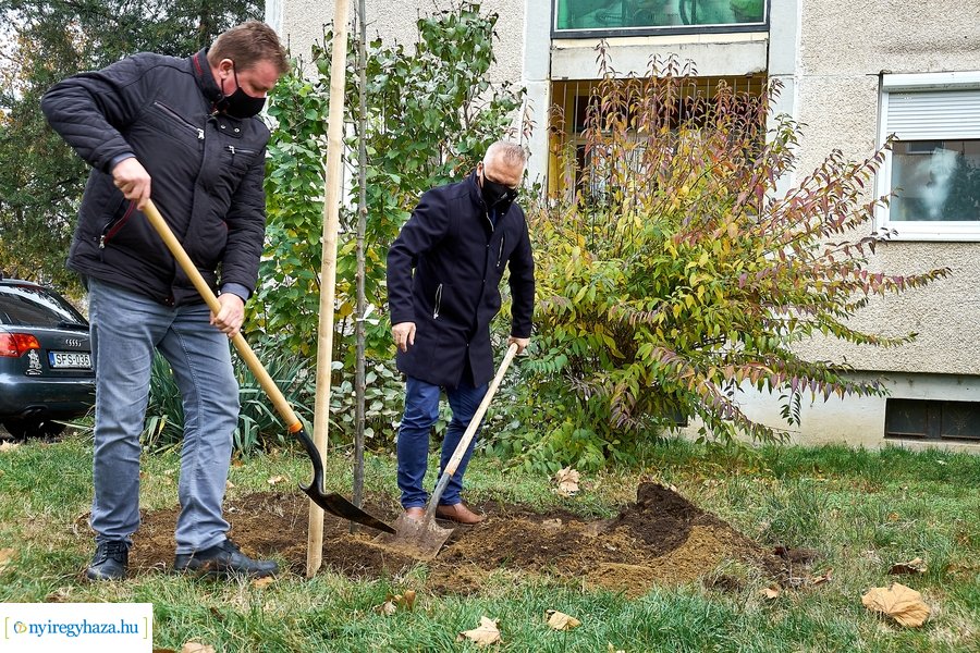 Faültetés az Ószőlő utcán