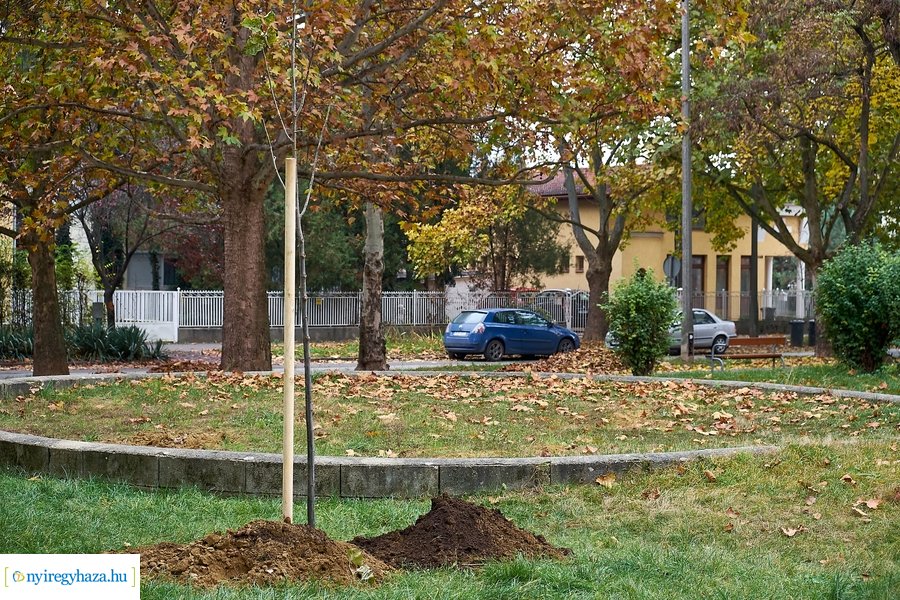 Faültetés az Ószőlő utcán