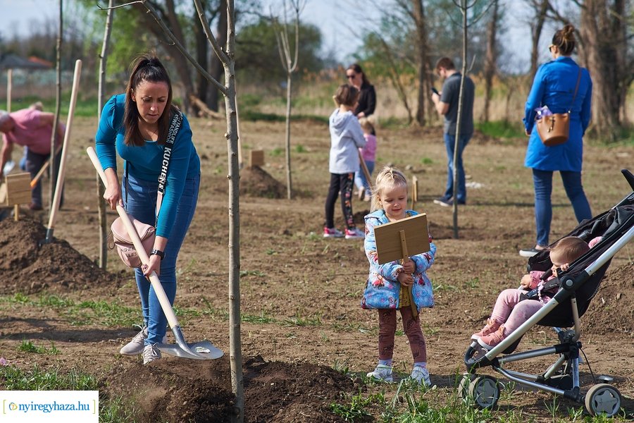 Faültetés az Újéletfa-ligetben 2022