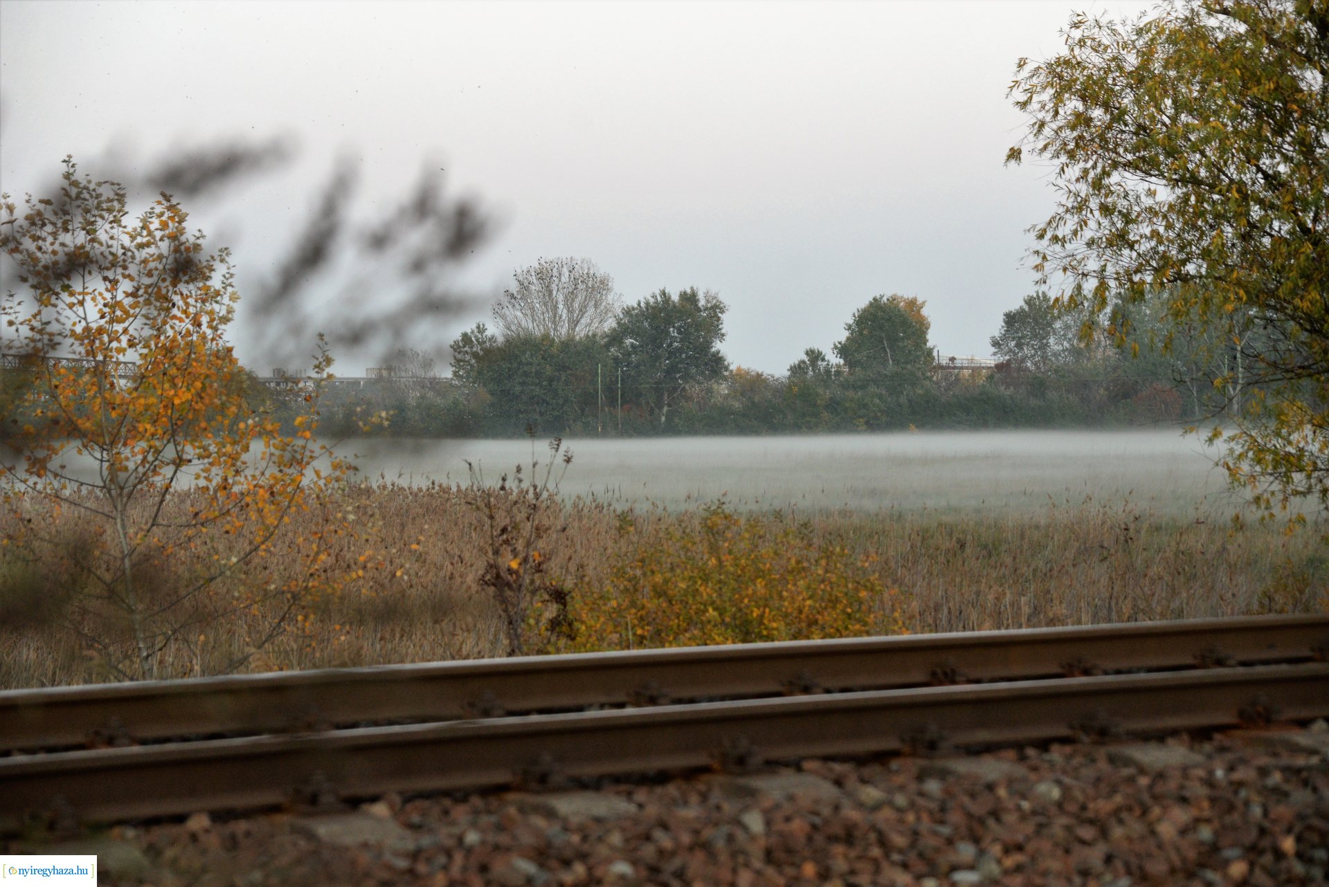 Faültetés az Újéletfa ligetben 2022