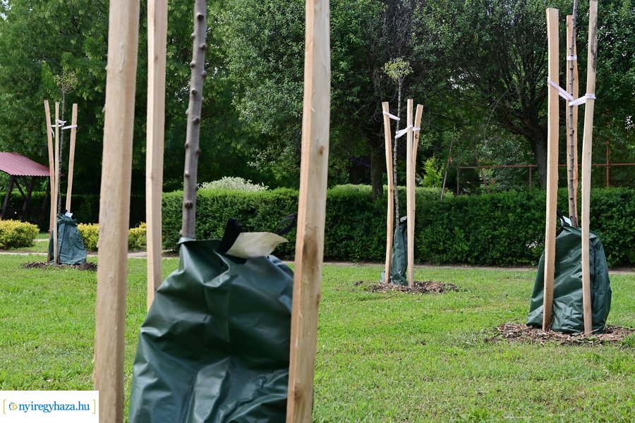 Faültetés Butykán