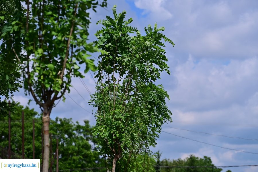 Faültetés Butykán