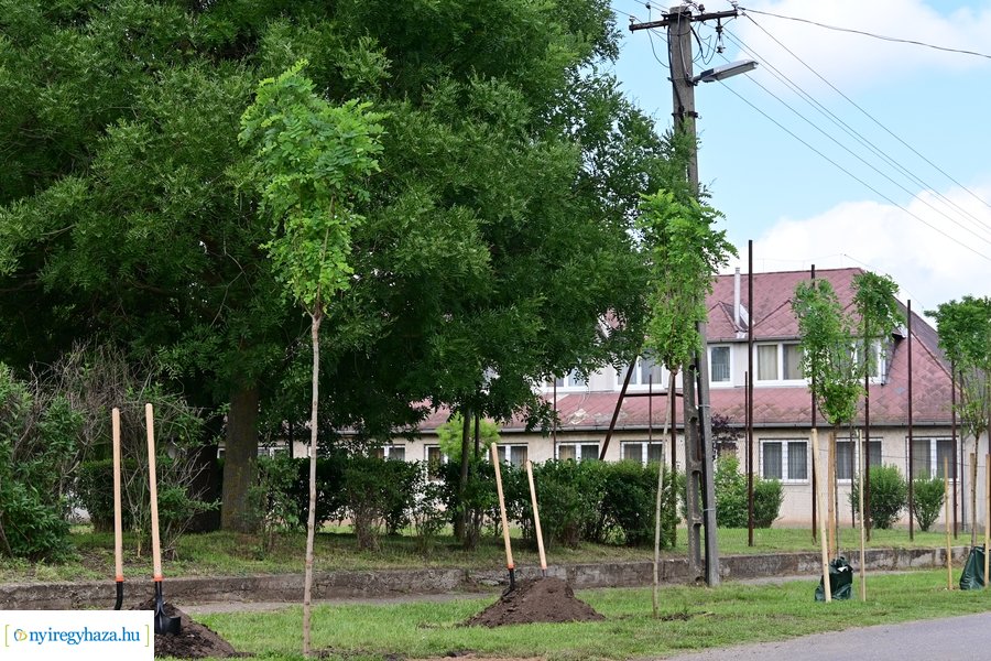 Faültetés Butykán