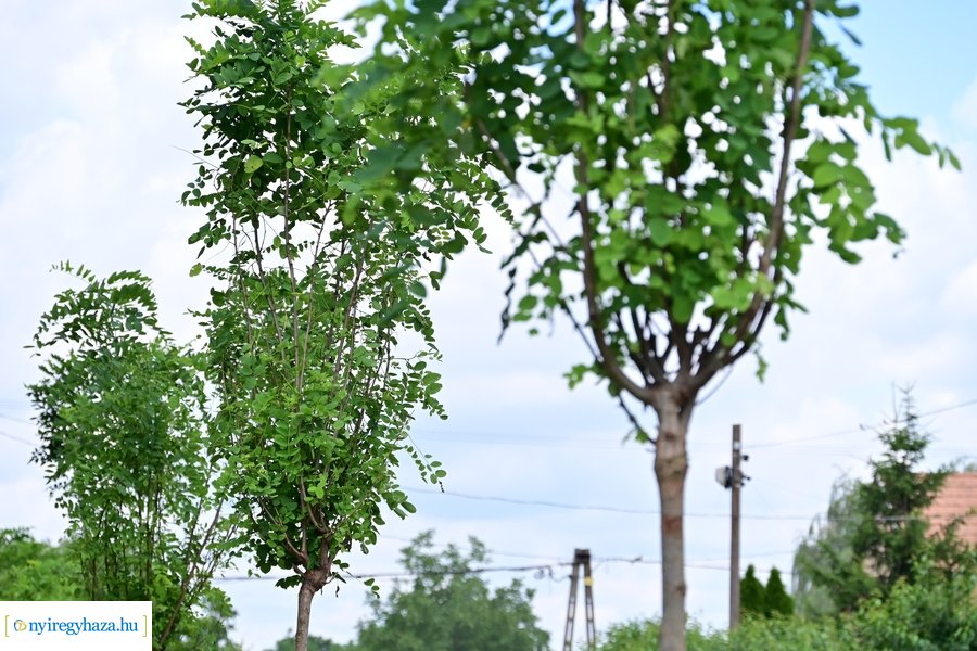 Faültetés Butykán