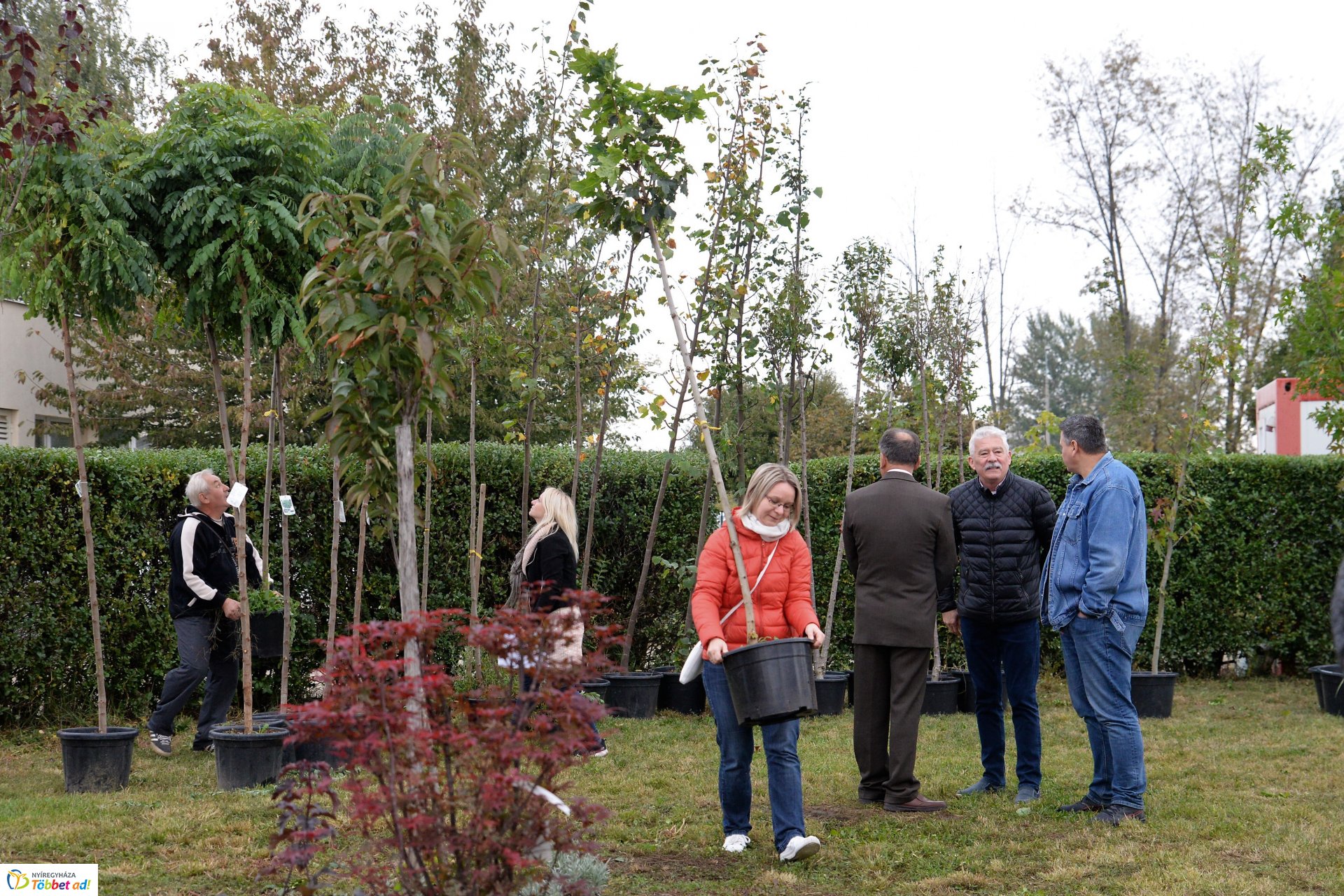 Faültetési akció a Nyírvv-nél
