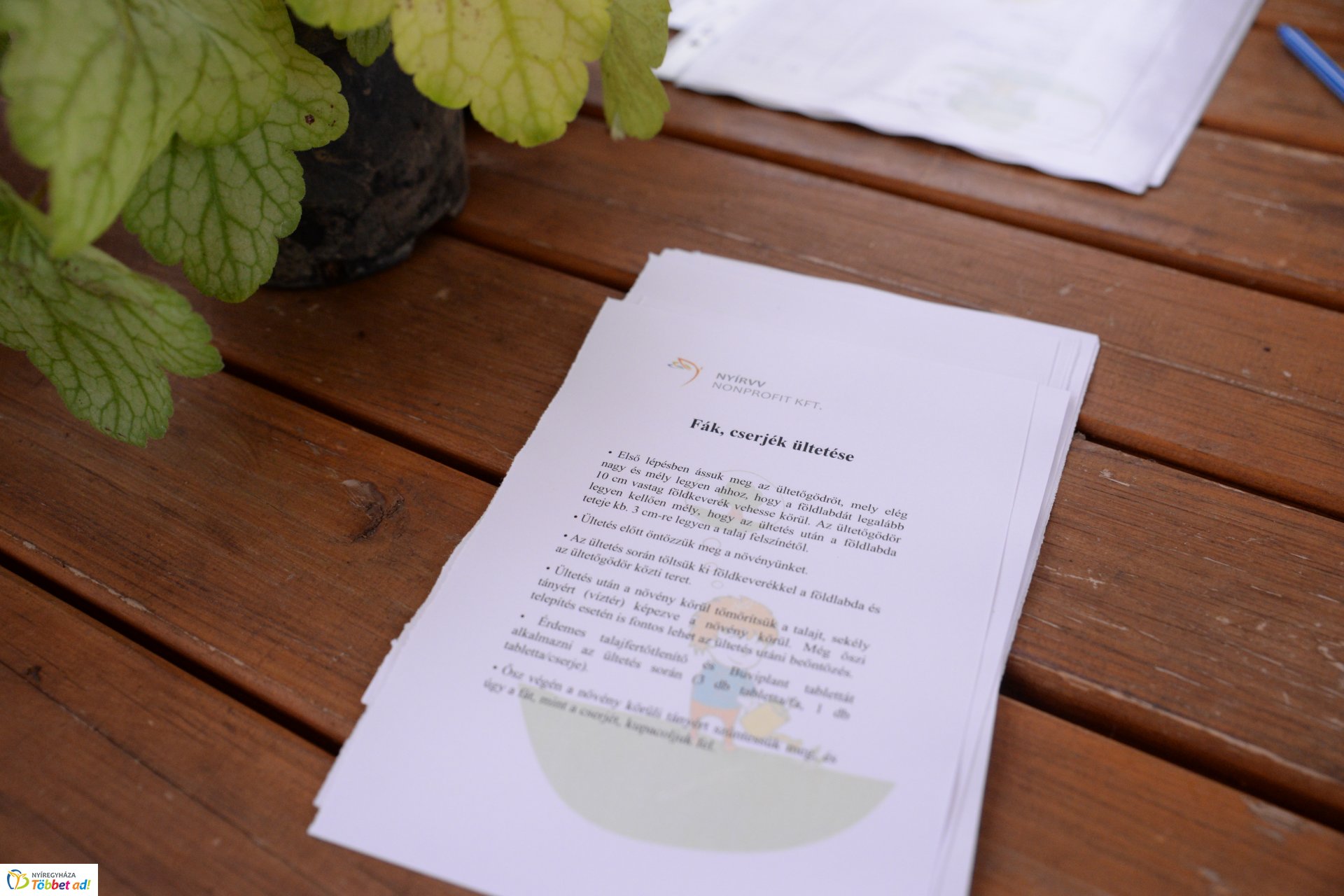 Faültetési akció a Nyírvv-nél