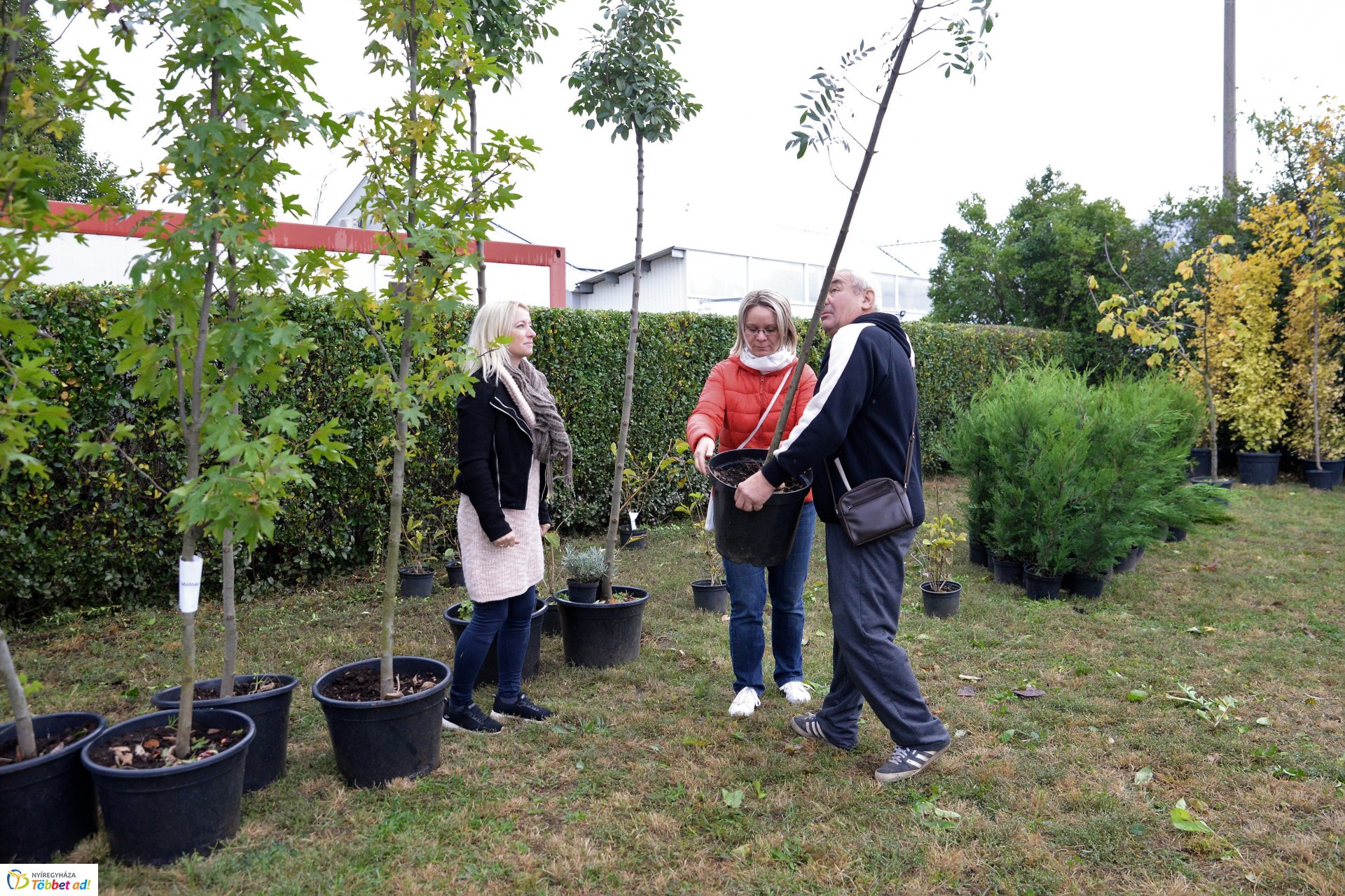 Faültetési akció a Nyírvv-nél