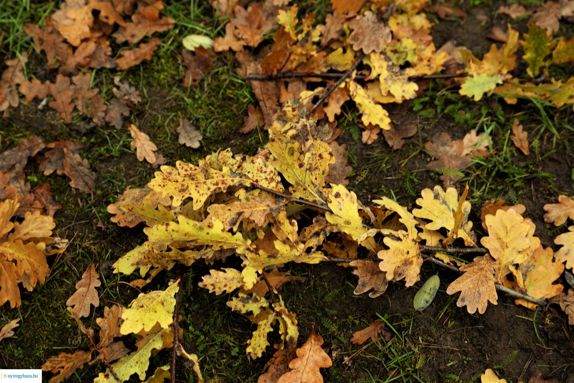 Faültetési program aktuális állapotának bemutatása