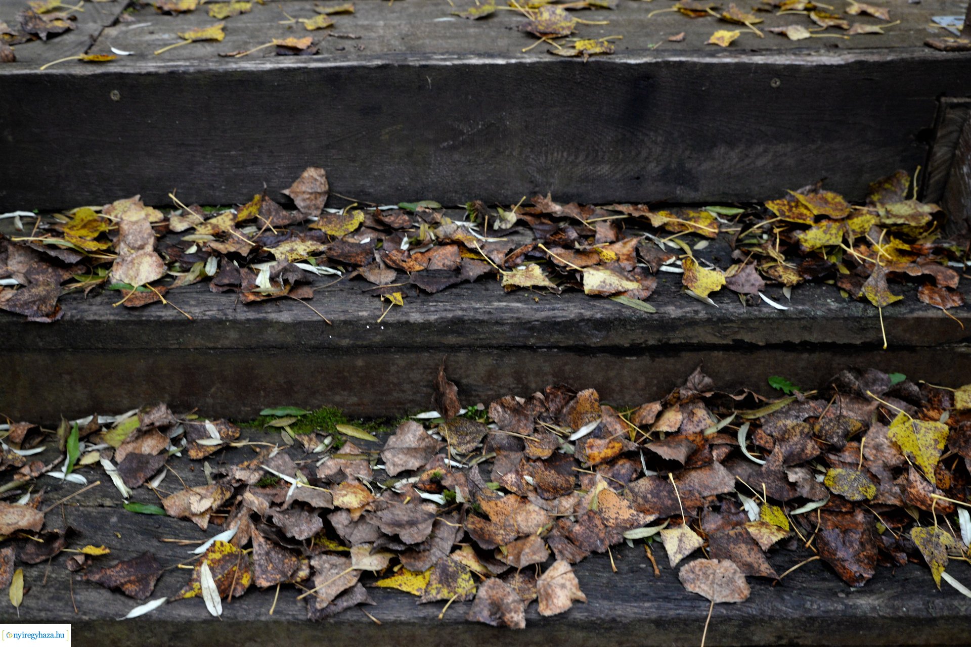 Faültetési program aktuális állapotának bemutatása