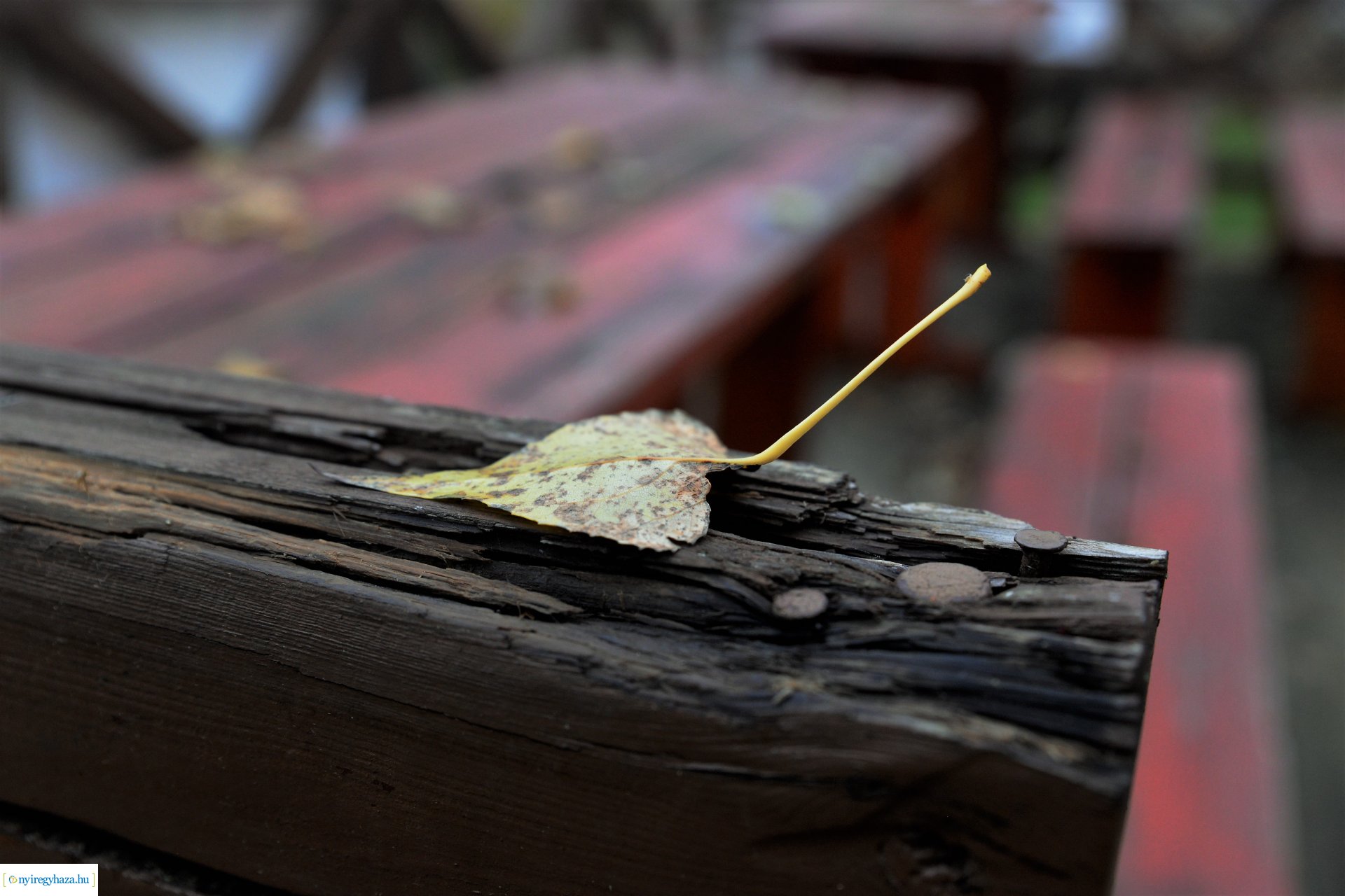 Faültetési program aktuális állapotának bemutatása