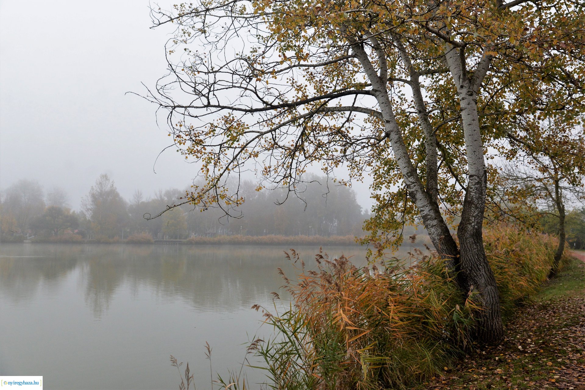Faültetési program aktuális állapotának bemutatása