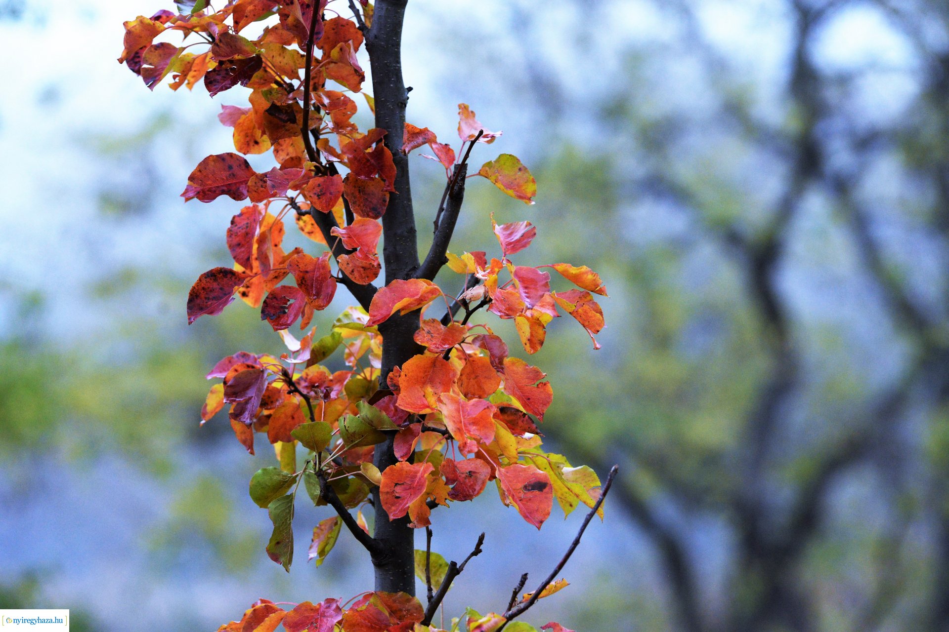 Faültetési program aktuális állapotának bemutatása