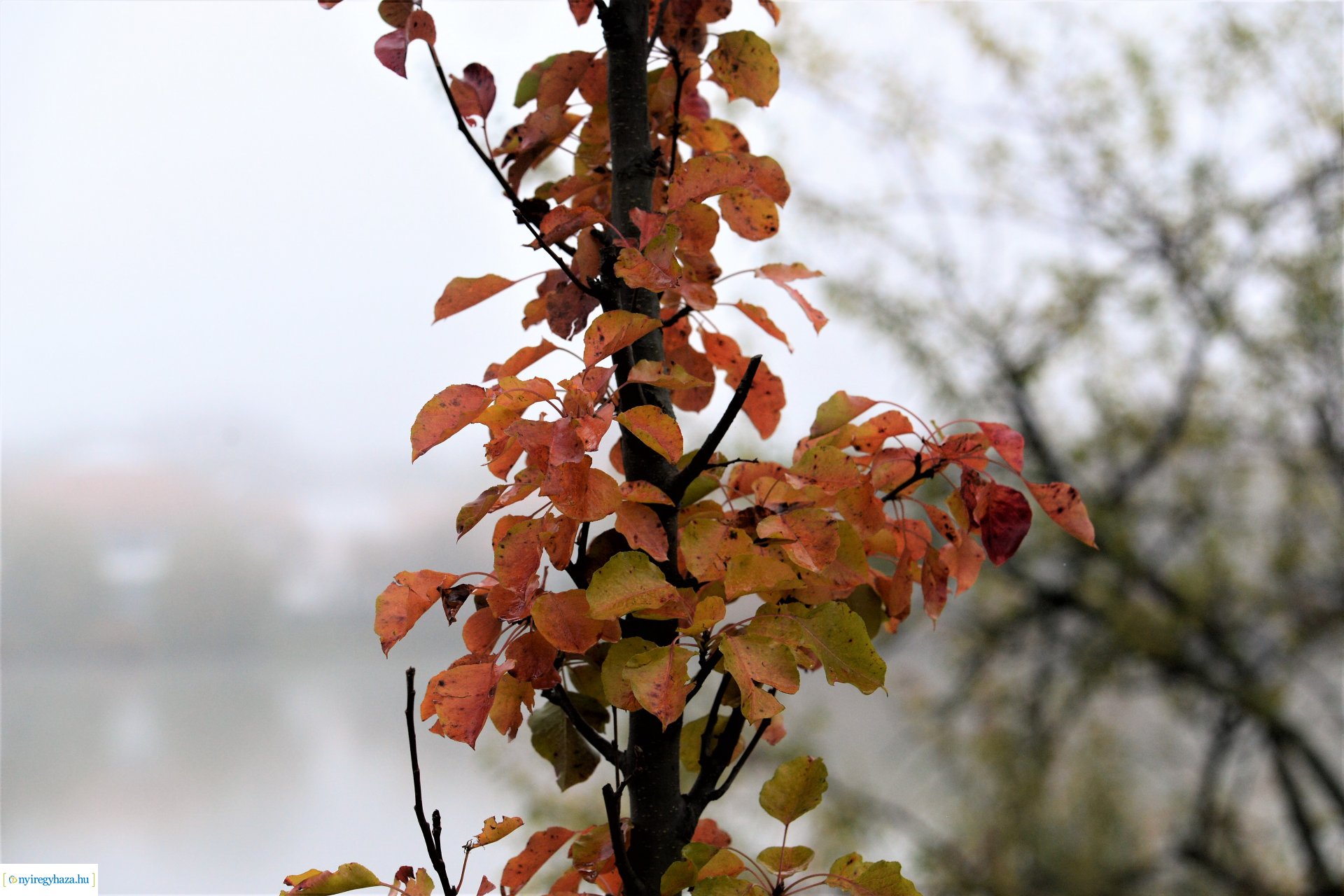 Faültetési program aktuális állapotának bemutatása
