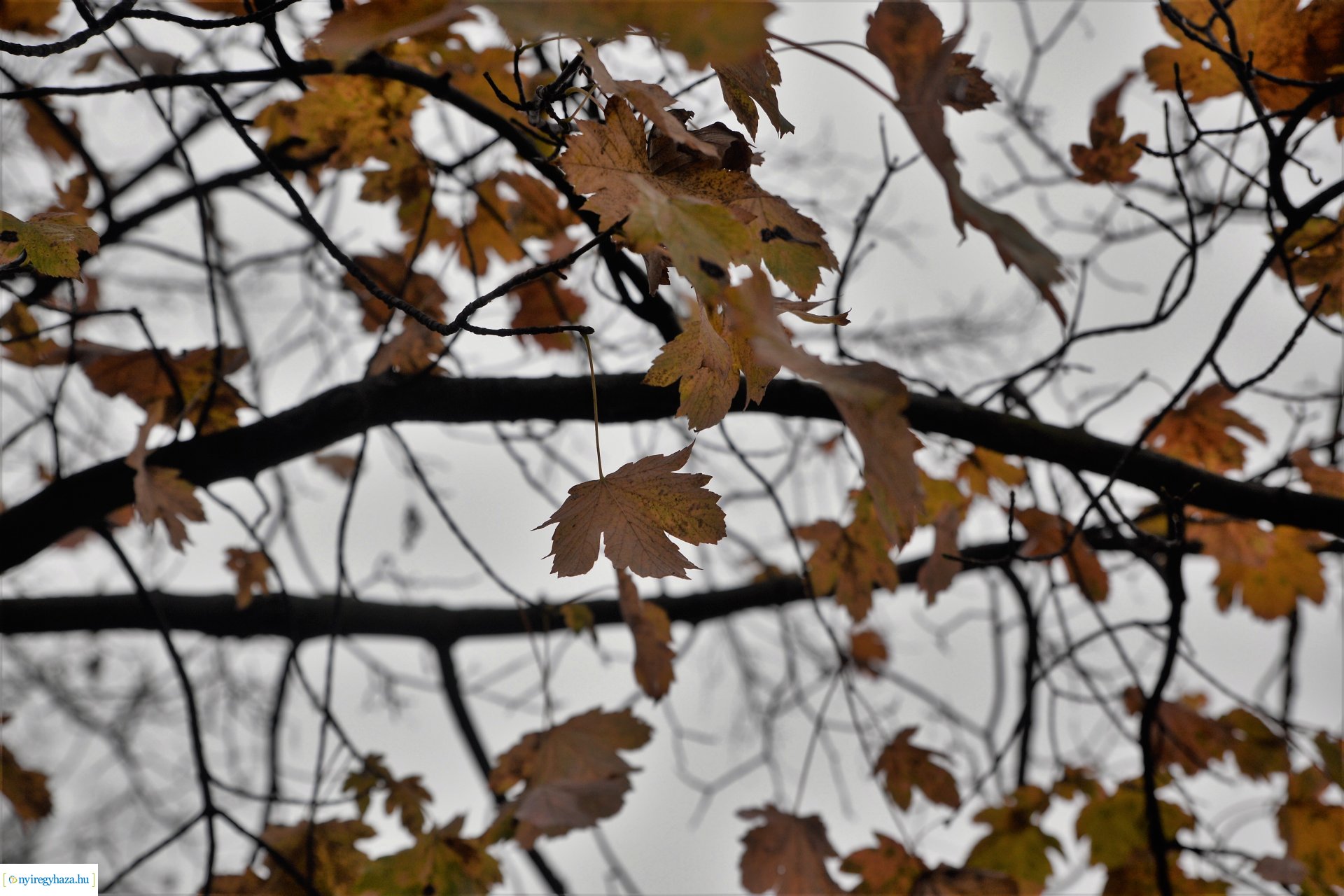 Faültetési program aktuális állapotának bemutatása