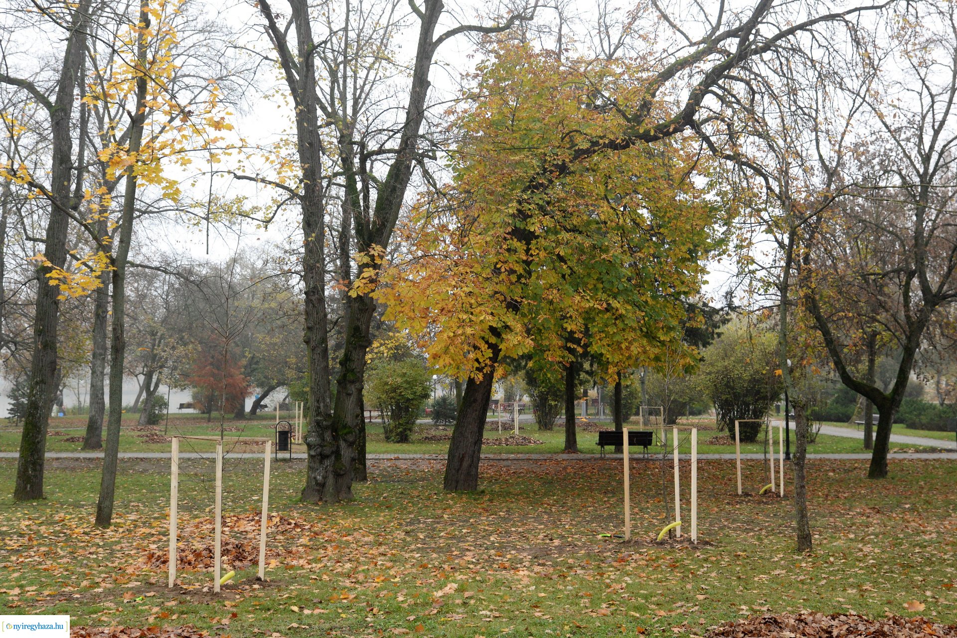 Faültetési program aktuális állapotának bemutatása