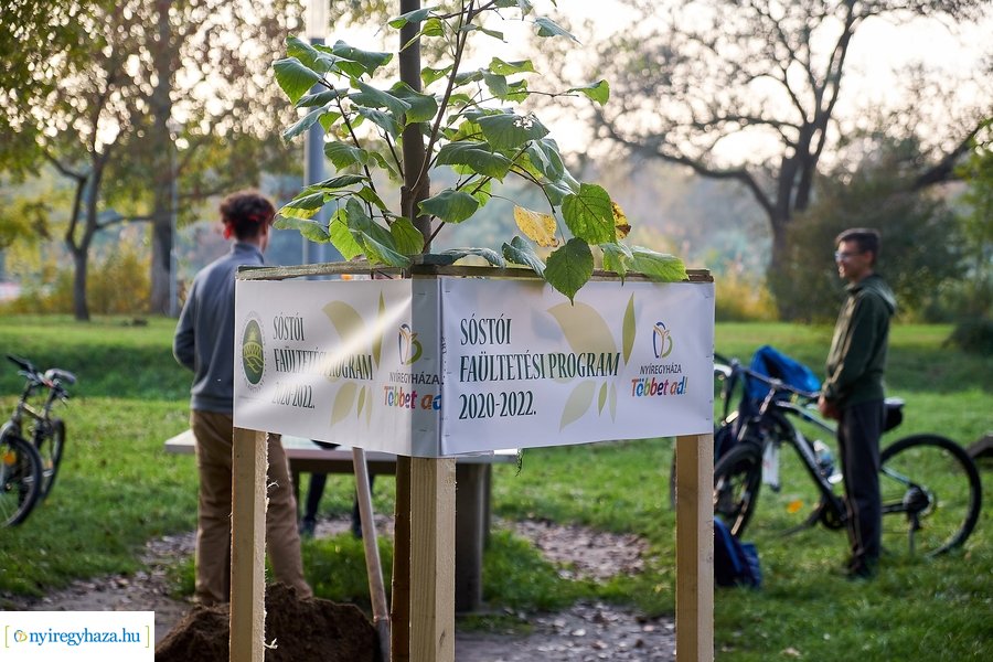 Faültetési program Sóstón