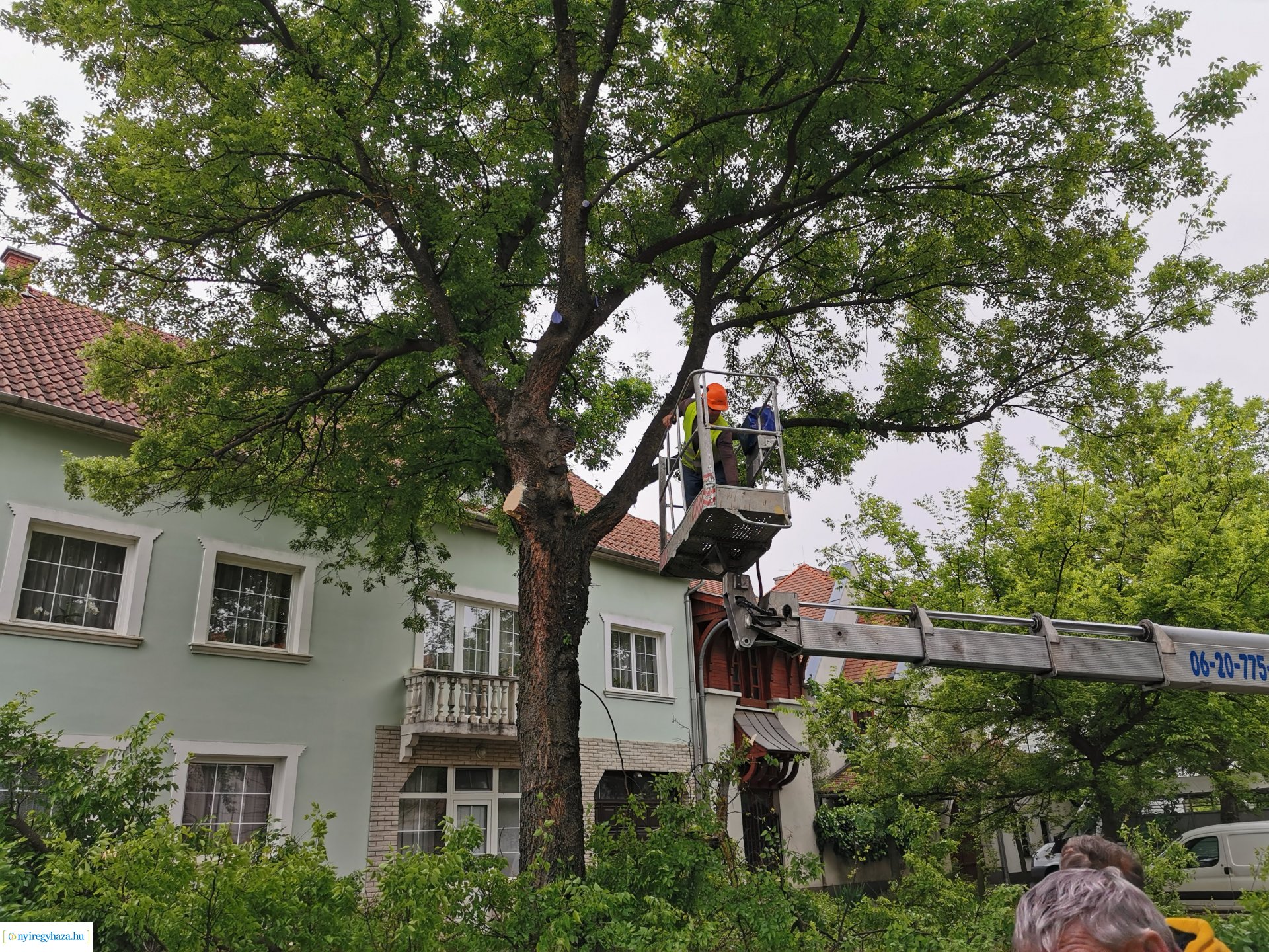 Favágás a Pacsirta utcán