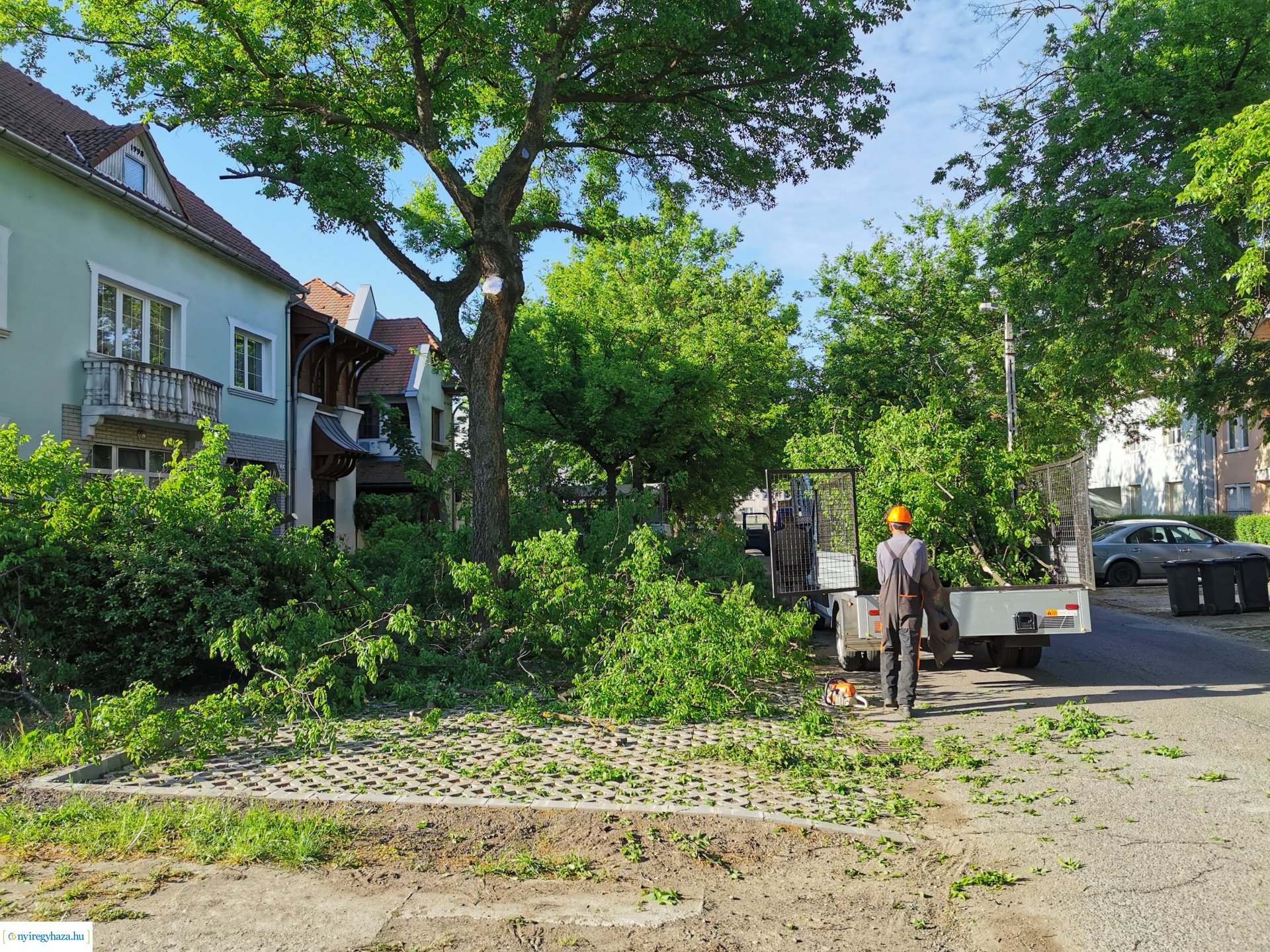 Favágás a Pacsirta utcán