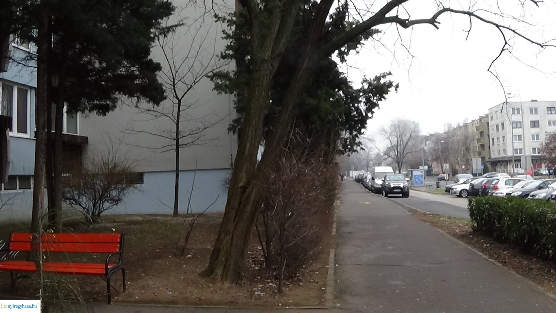 Favágási munkálatok a Kossuth utcán