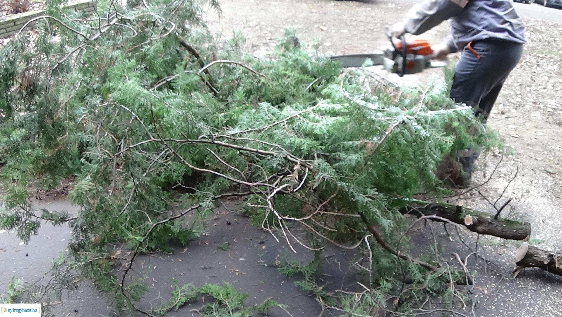 Favágási munkálatok a Kossuth utcán