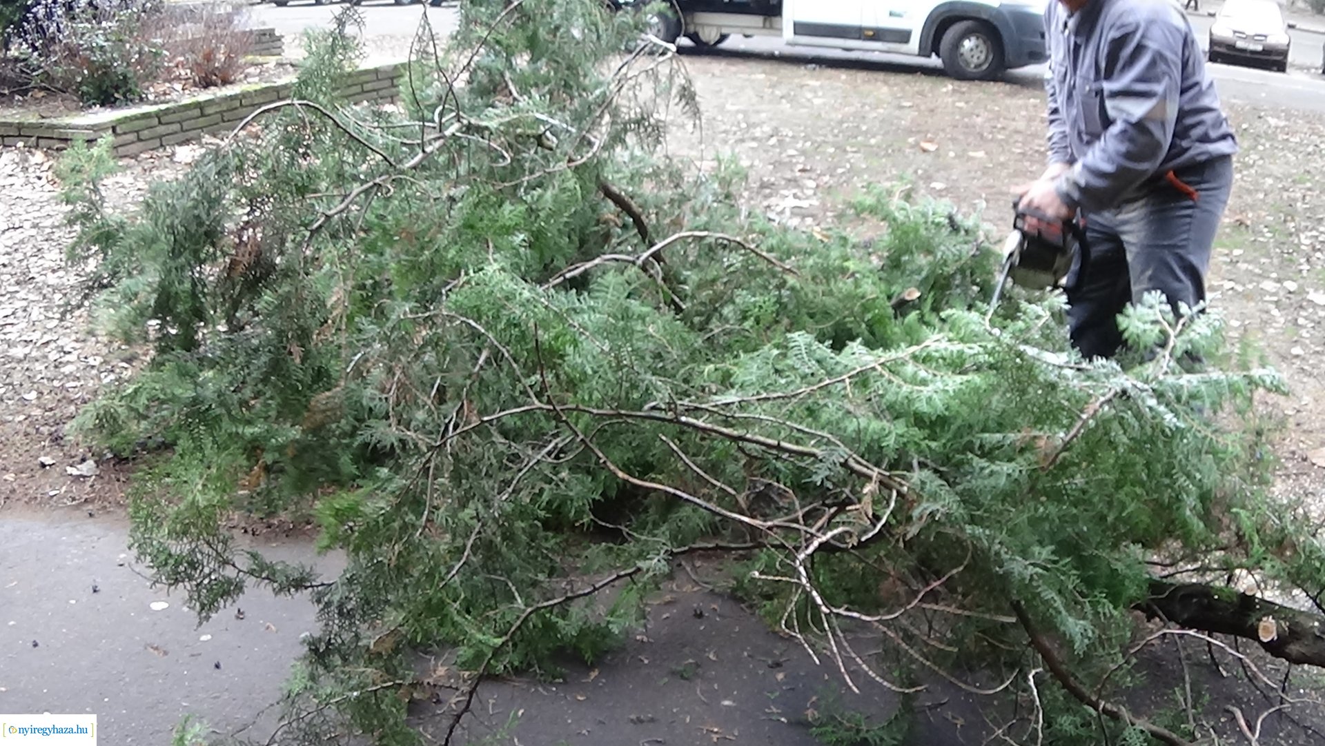 Favágási munkálatok a Kossuth utcán