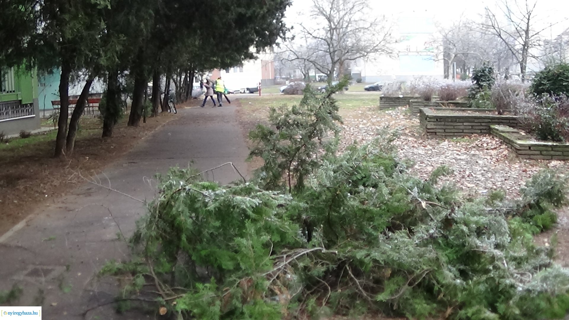 Favágási munkálatok a Kossuth utcán