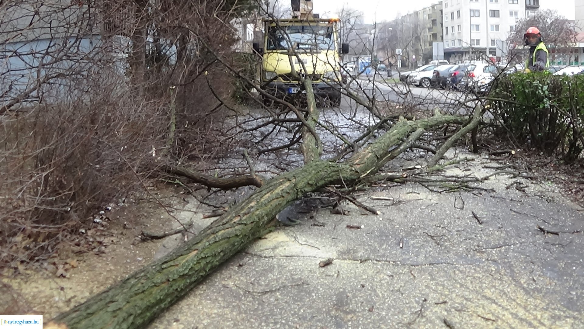 Favágási munkálatok a Kossuth utcán
