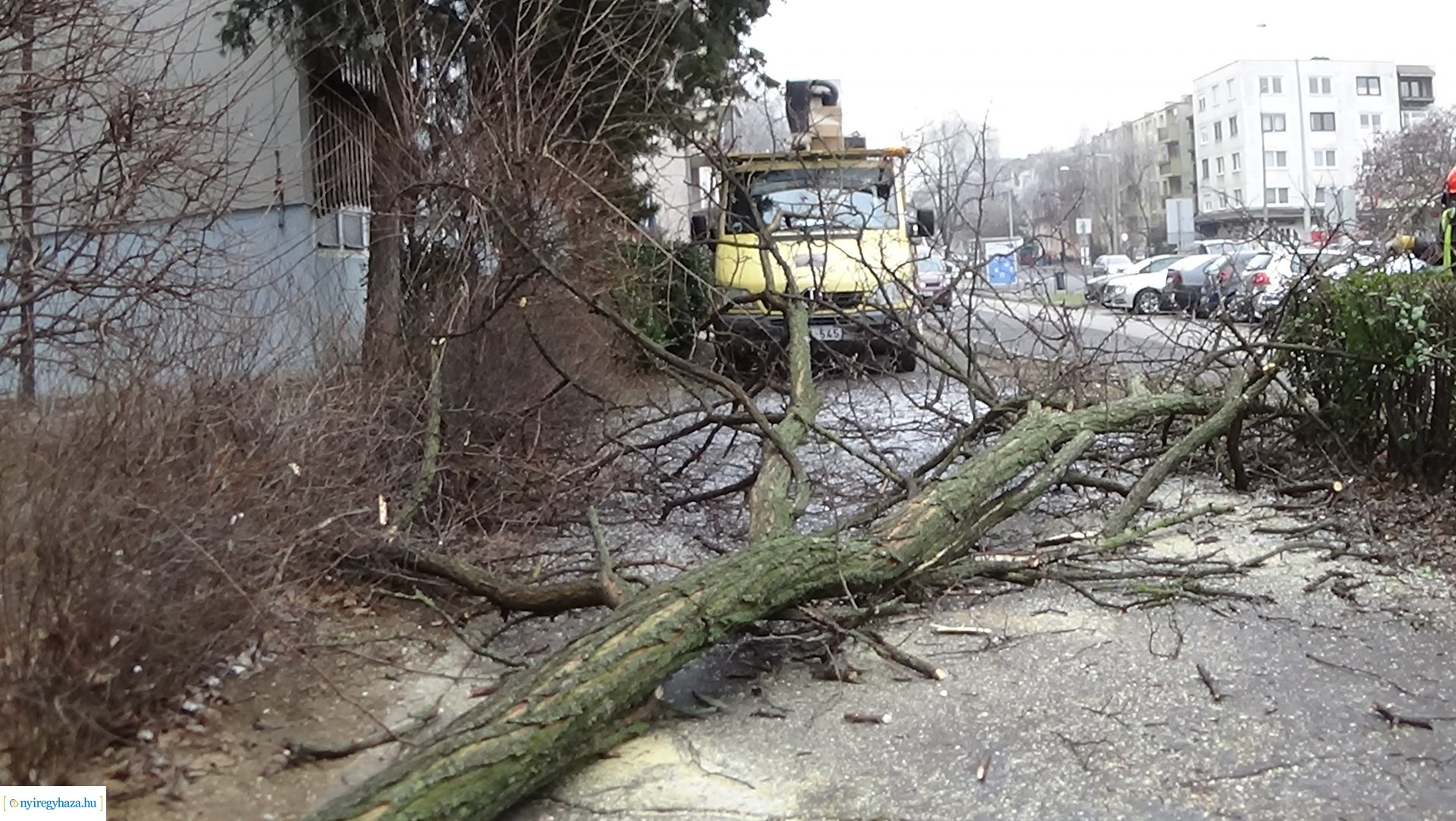 Favágási munkálatok a Kossuth utcán