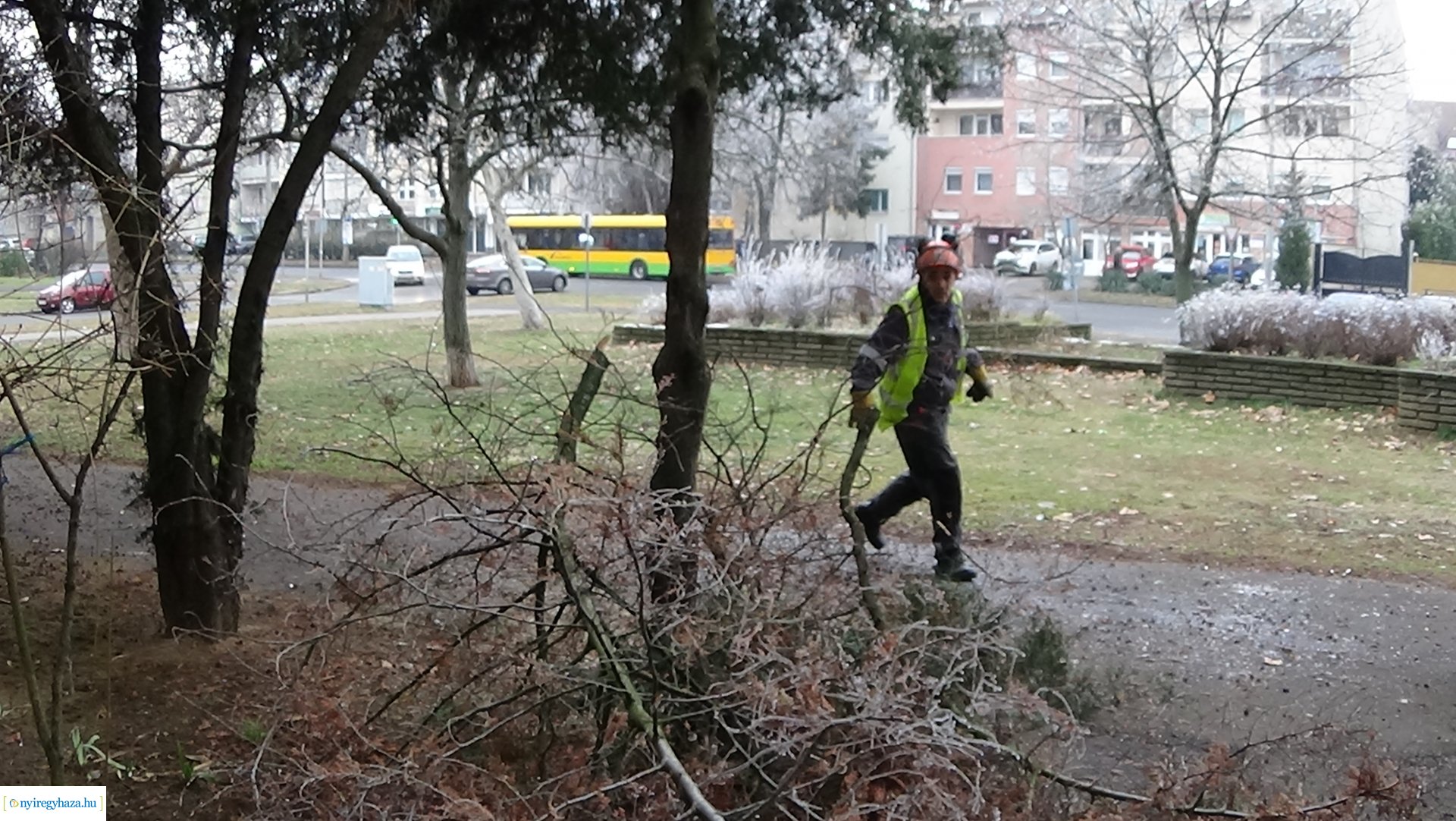 Favágási munkálatok a Kossuth utcán