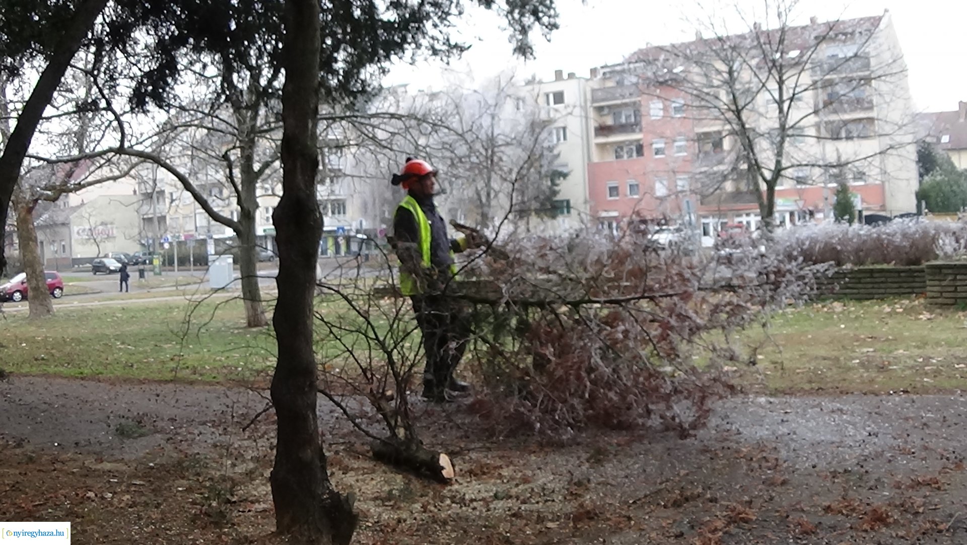 Favágási munkálatok a Kossuth utcán