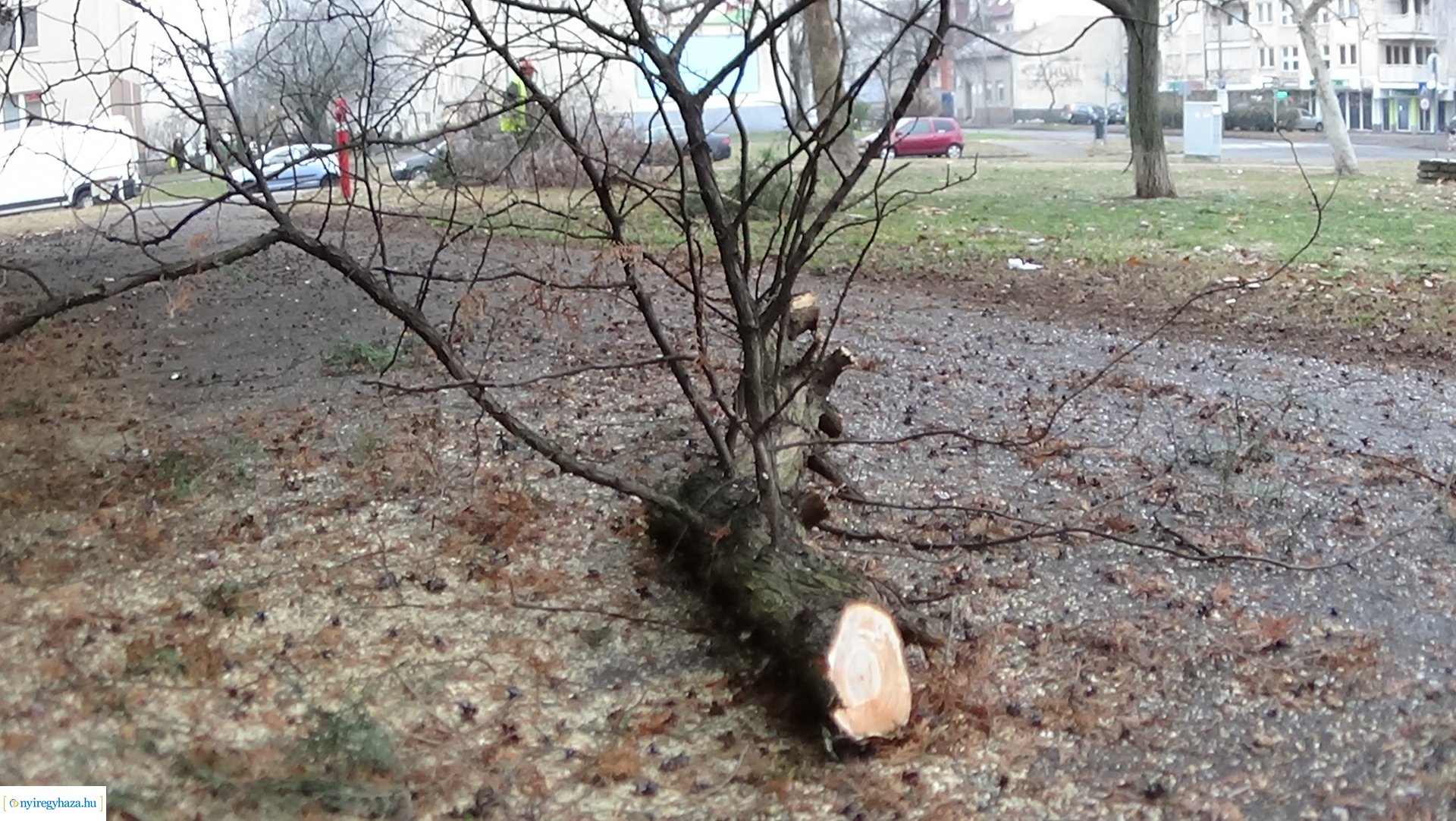 Favágási munkálatok a Kossuth utcán