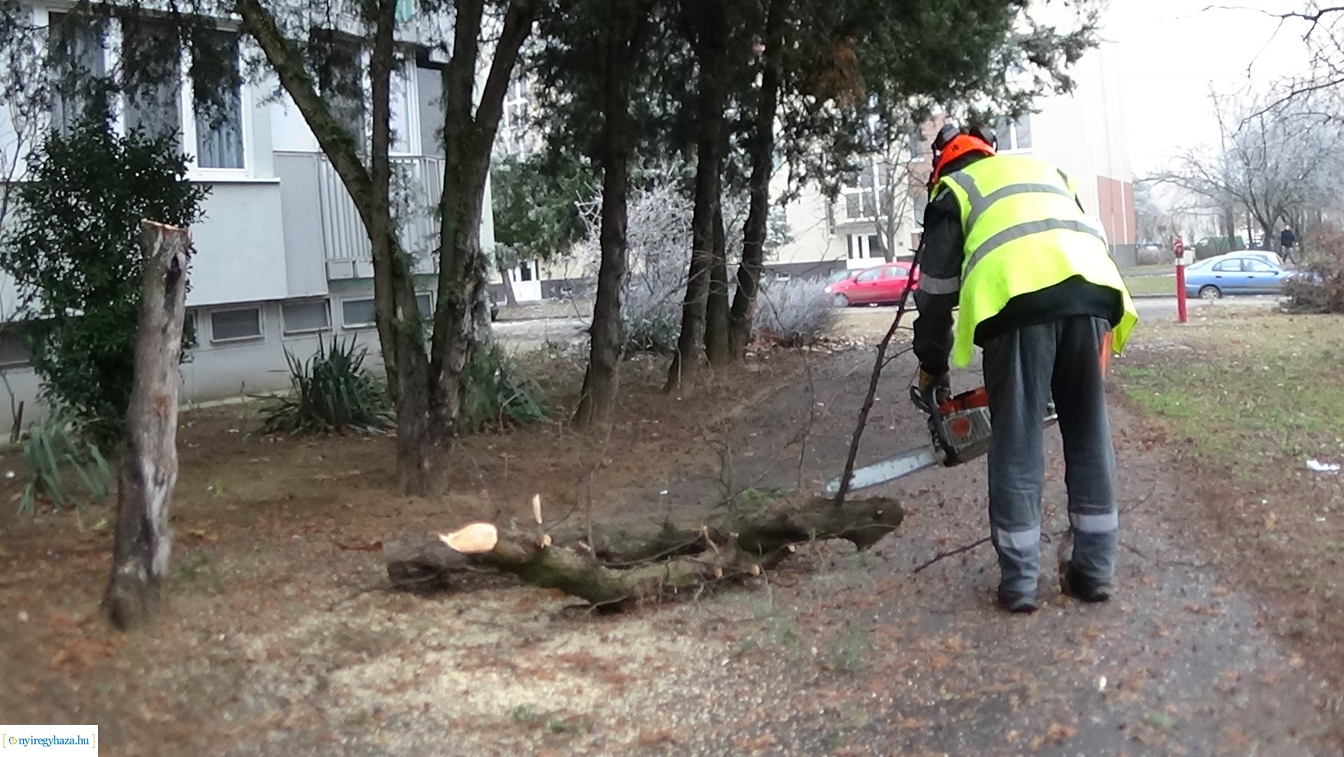 Favágási munkálatok a Kossuth utcán