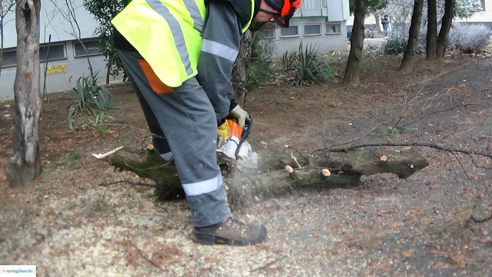 Favágási munkálatok a Kossuth utcán