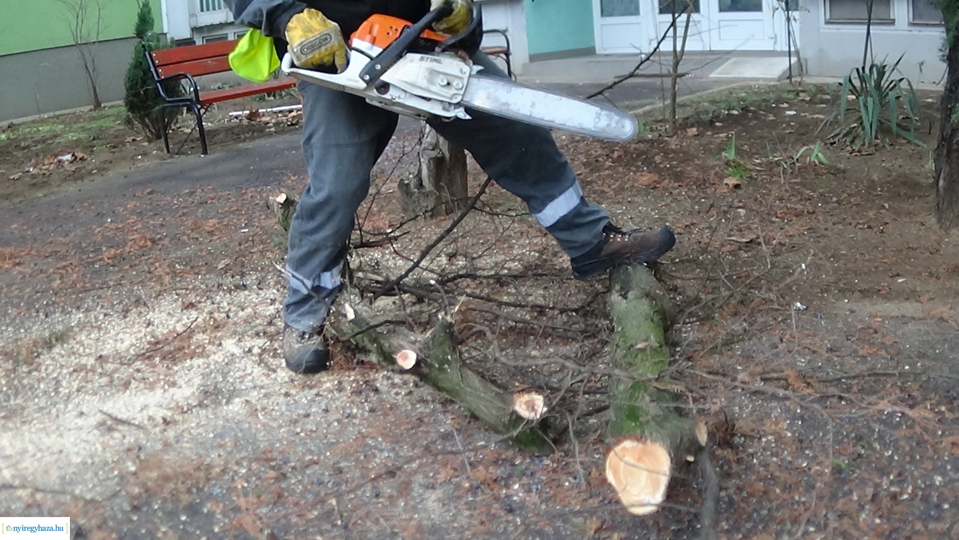 Favágási munkálatok a Kossuth utcán