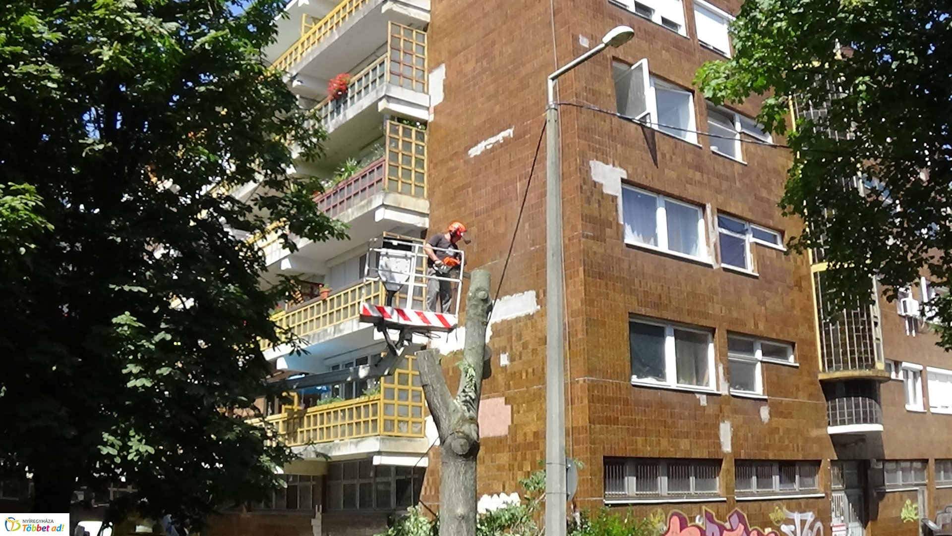 Favágási munkálatok a Kürt utcán